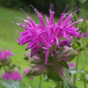 BeeBalm2