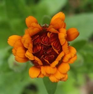 https://wintergreenbotanicals.com/wp-content/uploads/2016/01/Calendula7-e1453234187480-297x300.jpg