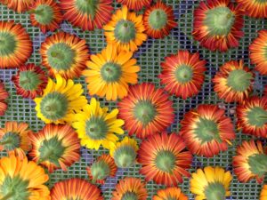 CalendulaDrying2