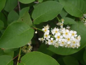 Choke Cherry Flower