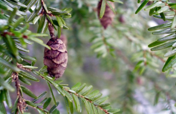 Virtual Herb Walk ~ Winter – Wintergreen Botanicals & Maria Noel Groves ~  Clinical Herbalist, Herbal Clinic & Education Center