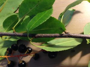 Wild Black Cherry Fall Branch with Berries
