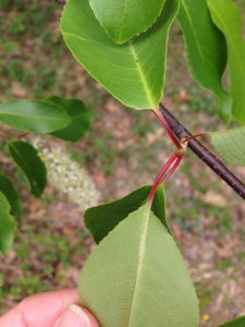Wild Black Cherry Leaf Fuzzy Midrib