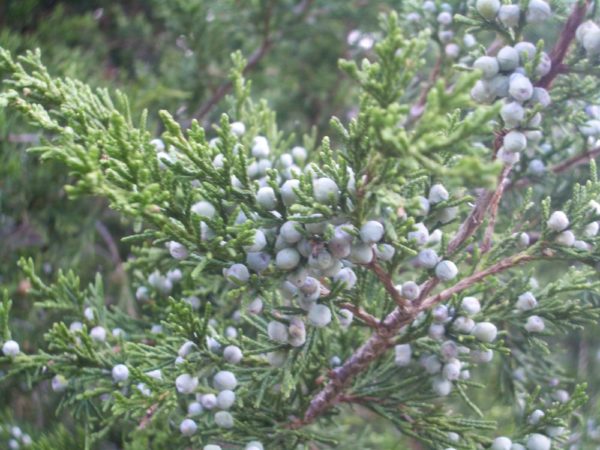 Winter Foraging with White Pine — Solidago School of Herbalism