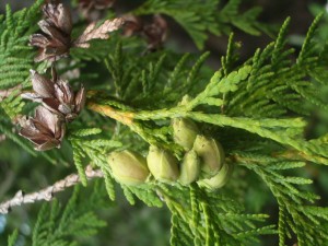 Winter Foraging with White Pine — Solidago School of Herbalism