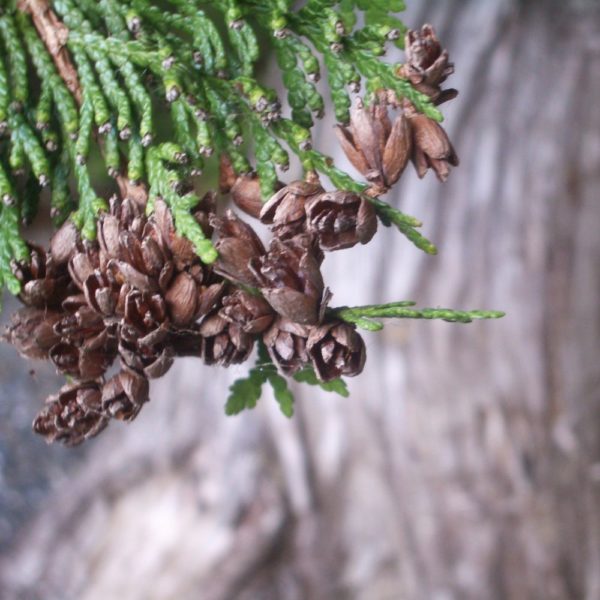 Winter Foraging with White Pine — Solidago School of Herbalism