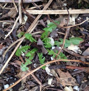 BabyDandelion