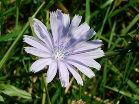 Chicory