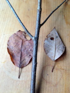 ChokeCherryTwig&Leaves