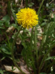 Dandelion2