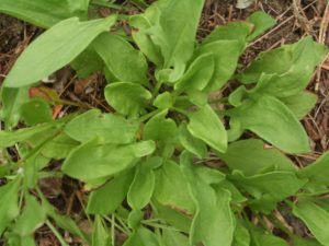 SheepSorrelLeaves