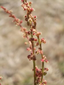 SorrelSheepFlowers