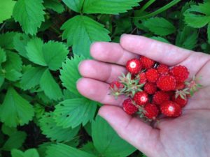 StrawberriesWildHand