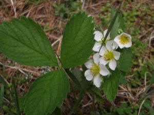 StrawberryWildFlower