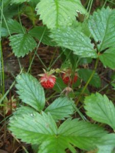 WildStrawberries