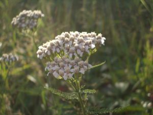 Yarrow