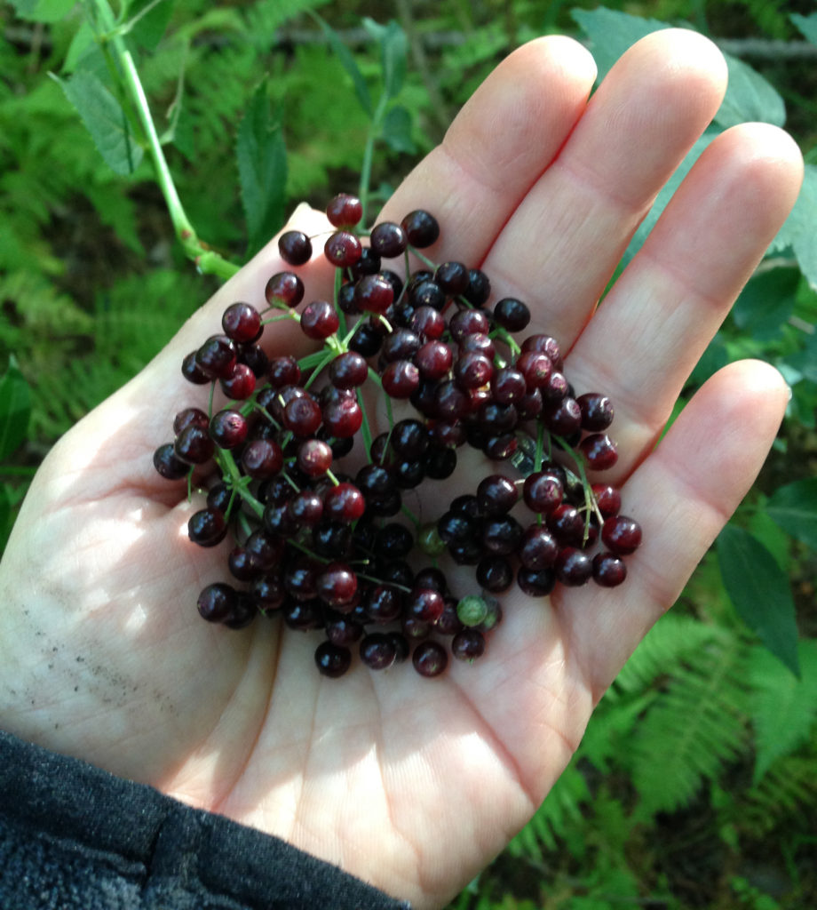 ElderberryhandSQ