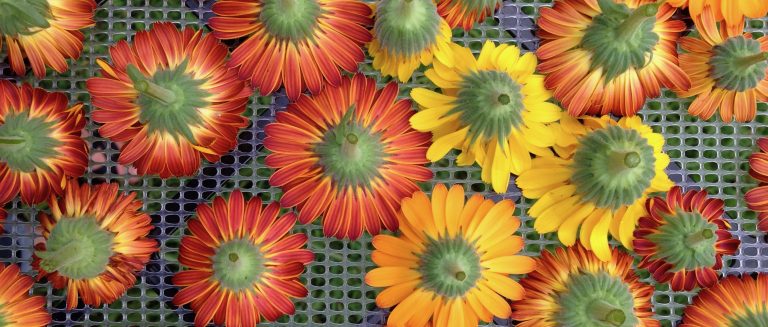 Calendula Drying